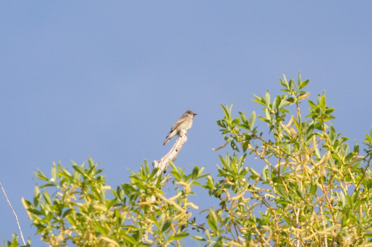 Western Wood-Pewee - ML618898508