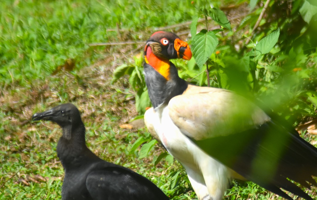 King Vulture - ML618898516