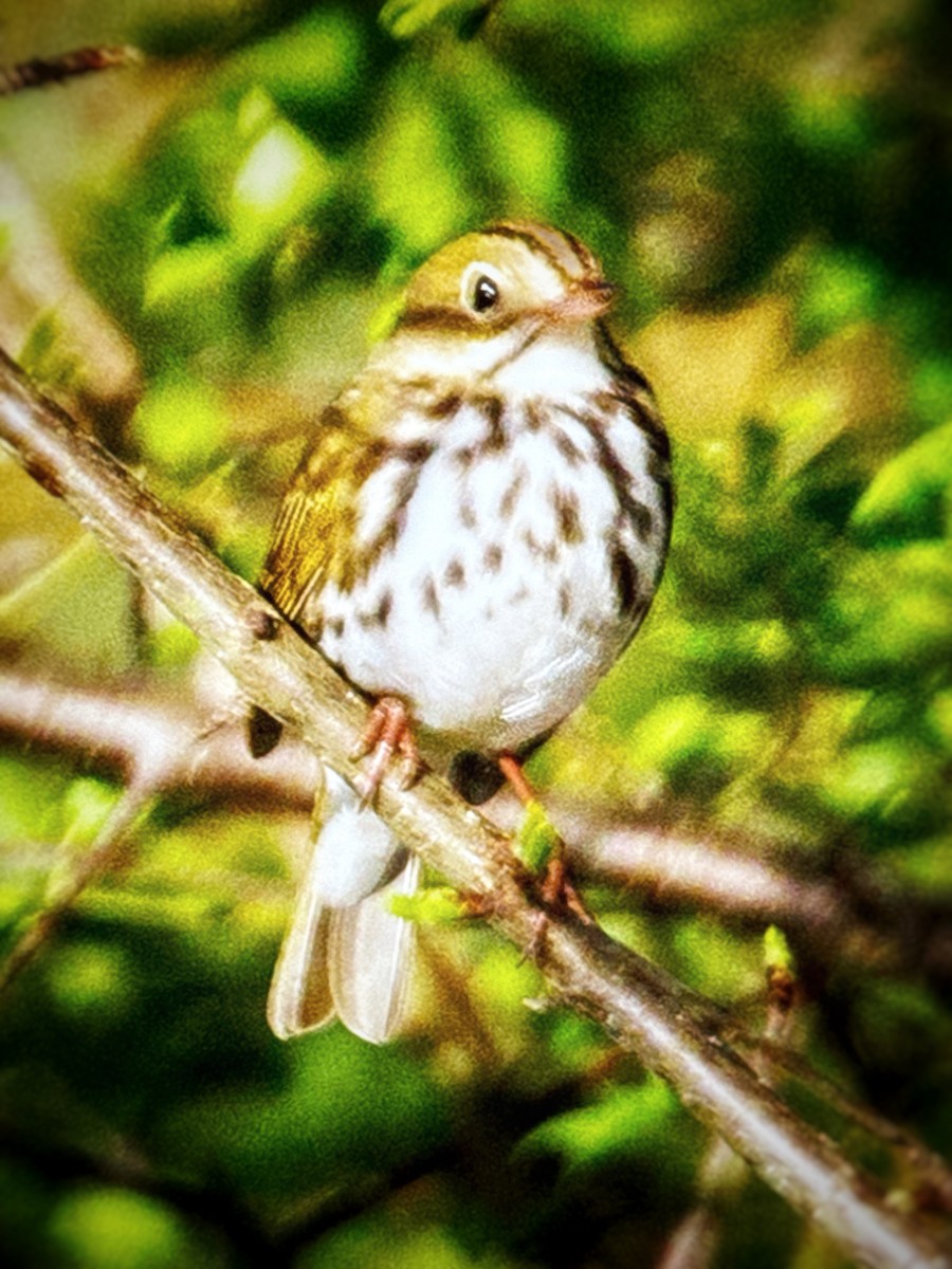 Ovenbird - Donna Chick