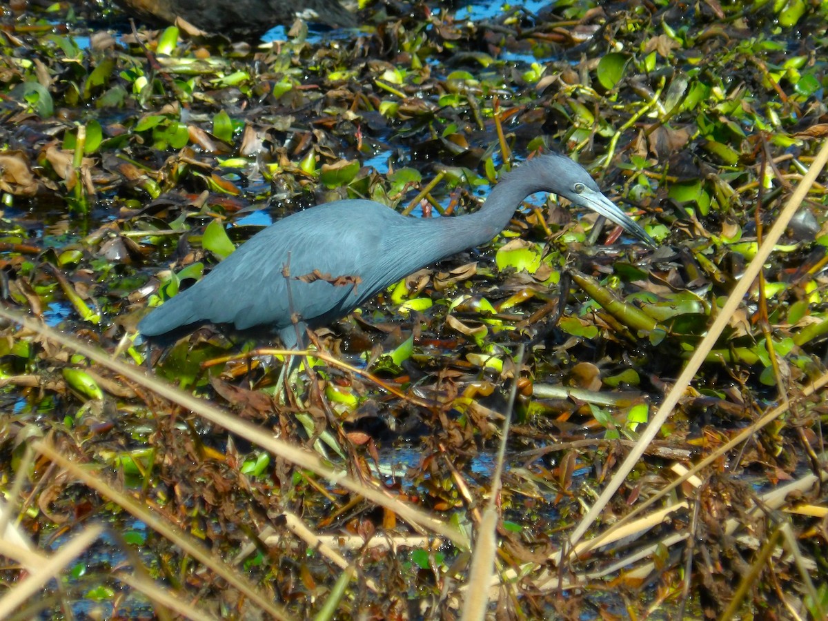 Little Blue Heron - ami horowitz