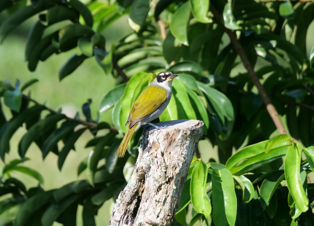 Black-crowned Palm-Tanager - Mary Corporan Dunn