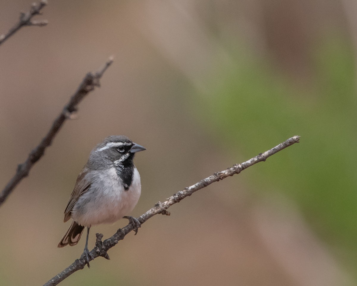 Black-throated Sparrow - David Sinton