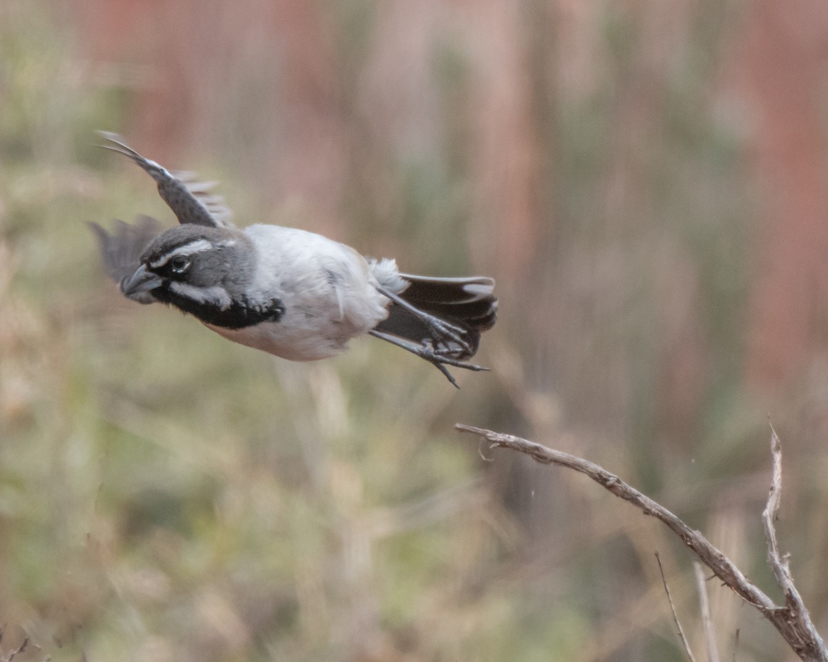 Black-throated Sparrow - David Sinton