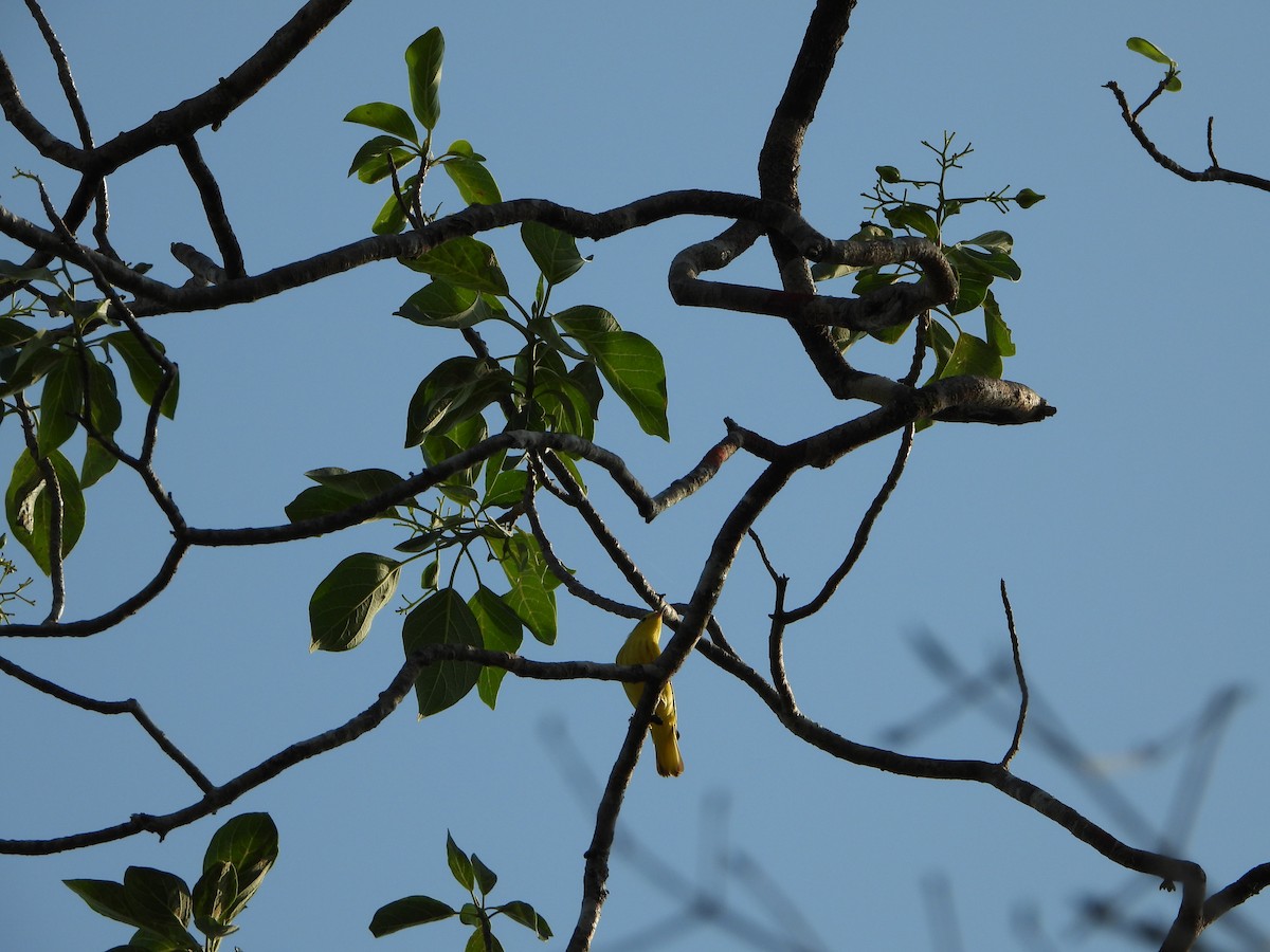 Yellow Warbler - Roberto Patiño Ramirez