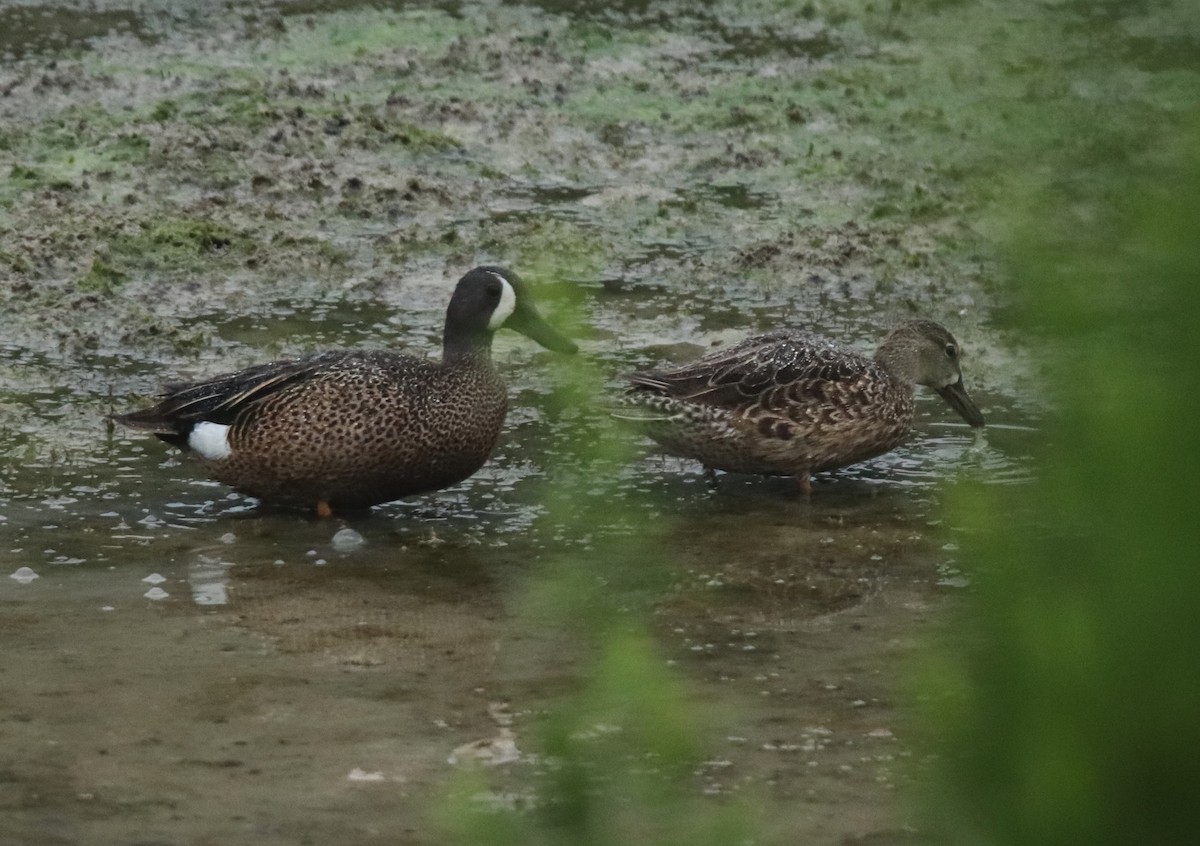Blue-winged Teal - ML618898677