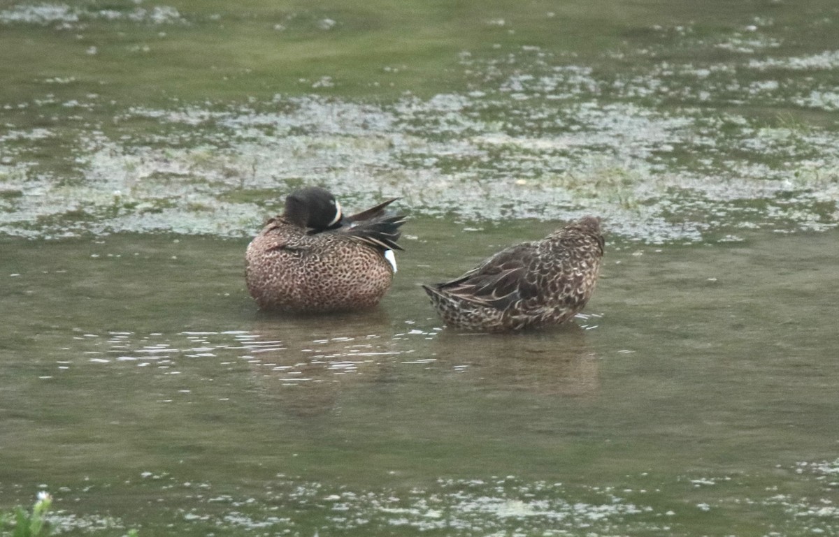 Blue-winged Teal - ML618898679