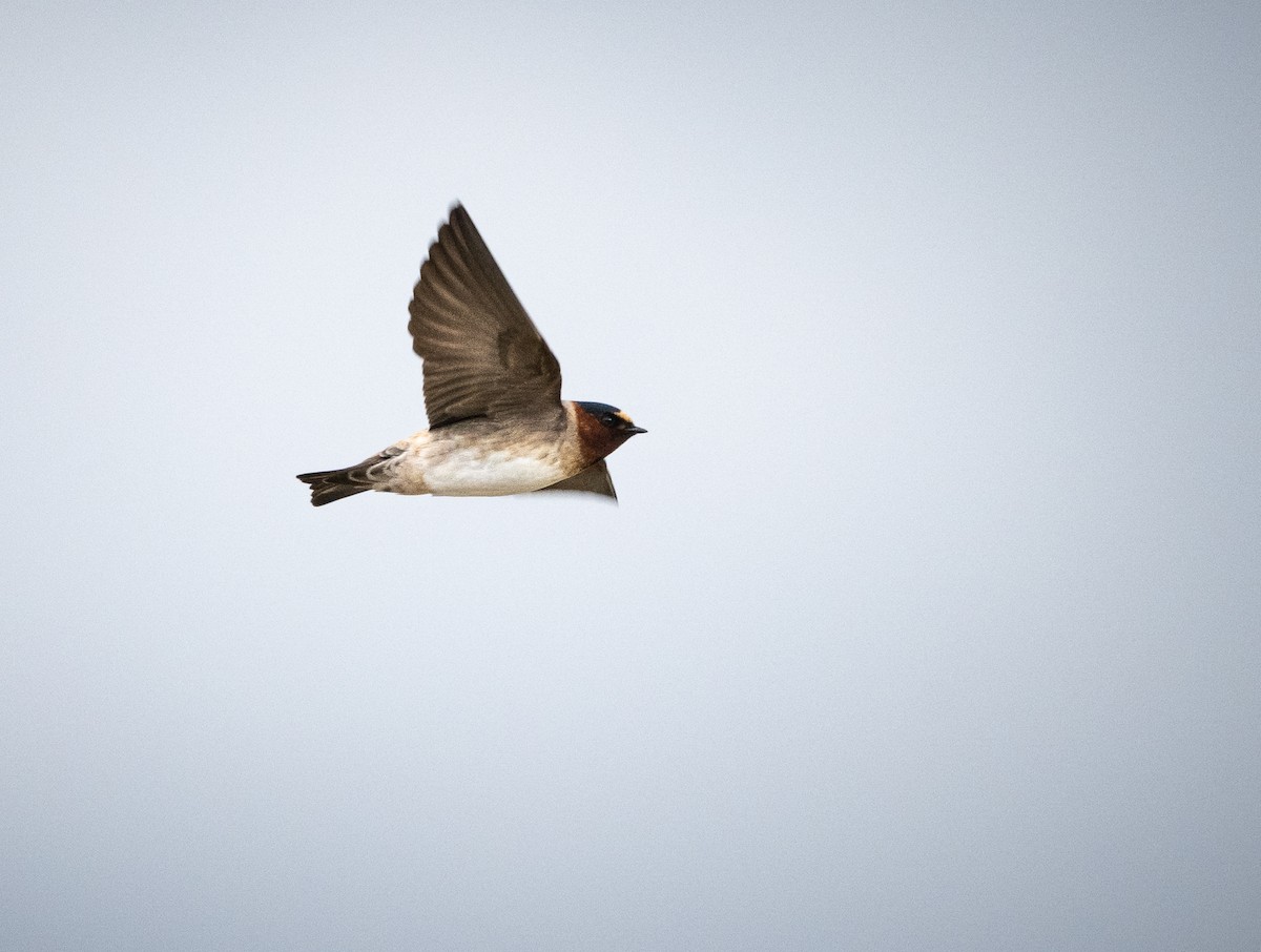 Cliff Swallow - Michael Hochstetler