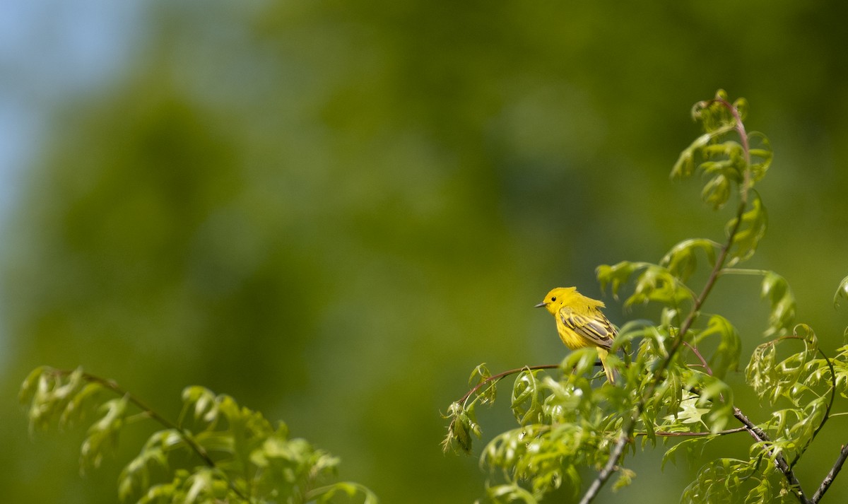 Yellow Warbler - Neil DeMaster