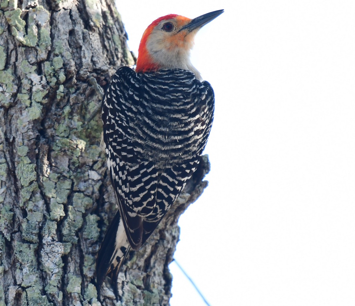 Red-bellied Woodpecker - ML618898727