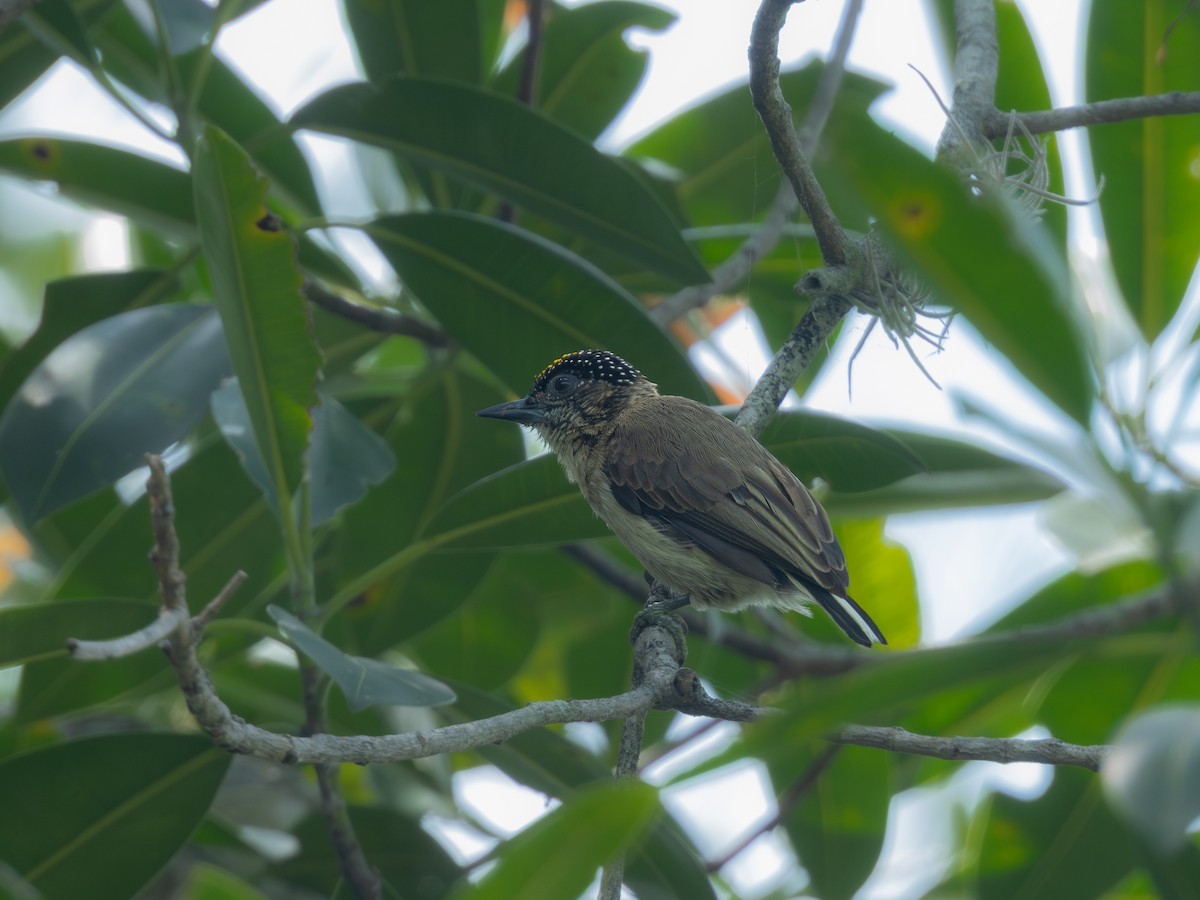 Grayish Piculet - ML618898760