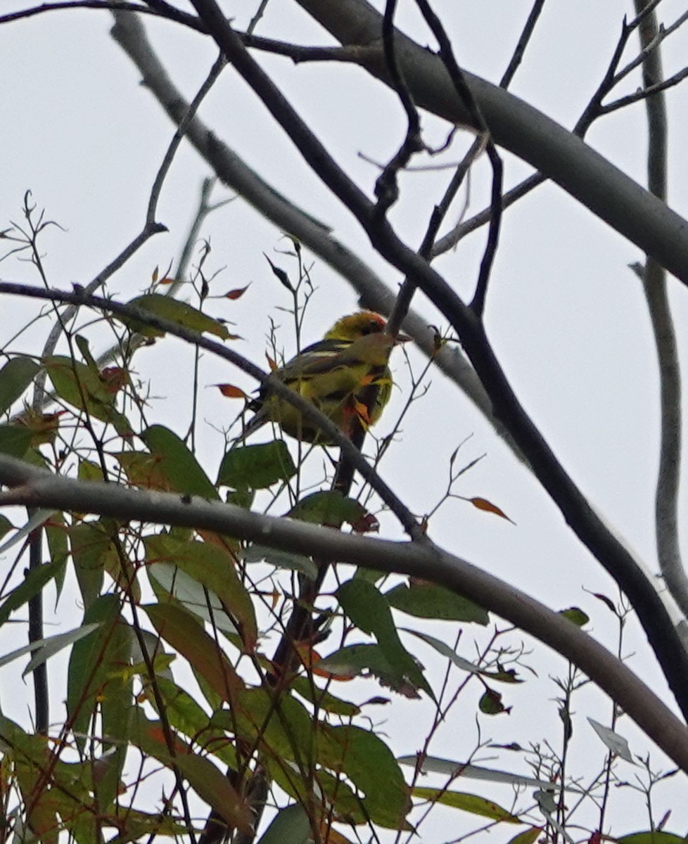 Western Tanager - Linda Thomas