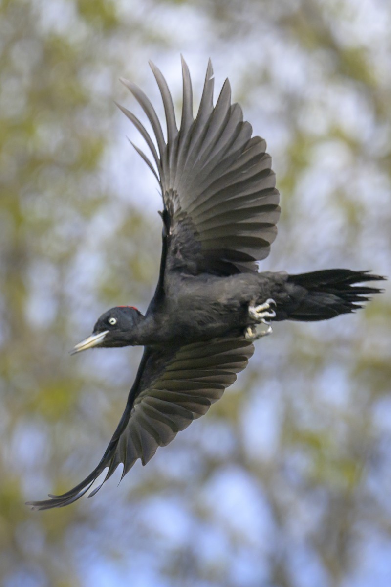 Black Woodpecker - Sonu Lukose