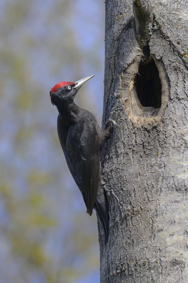 Black Woodpecker - Sonu Lukose