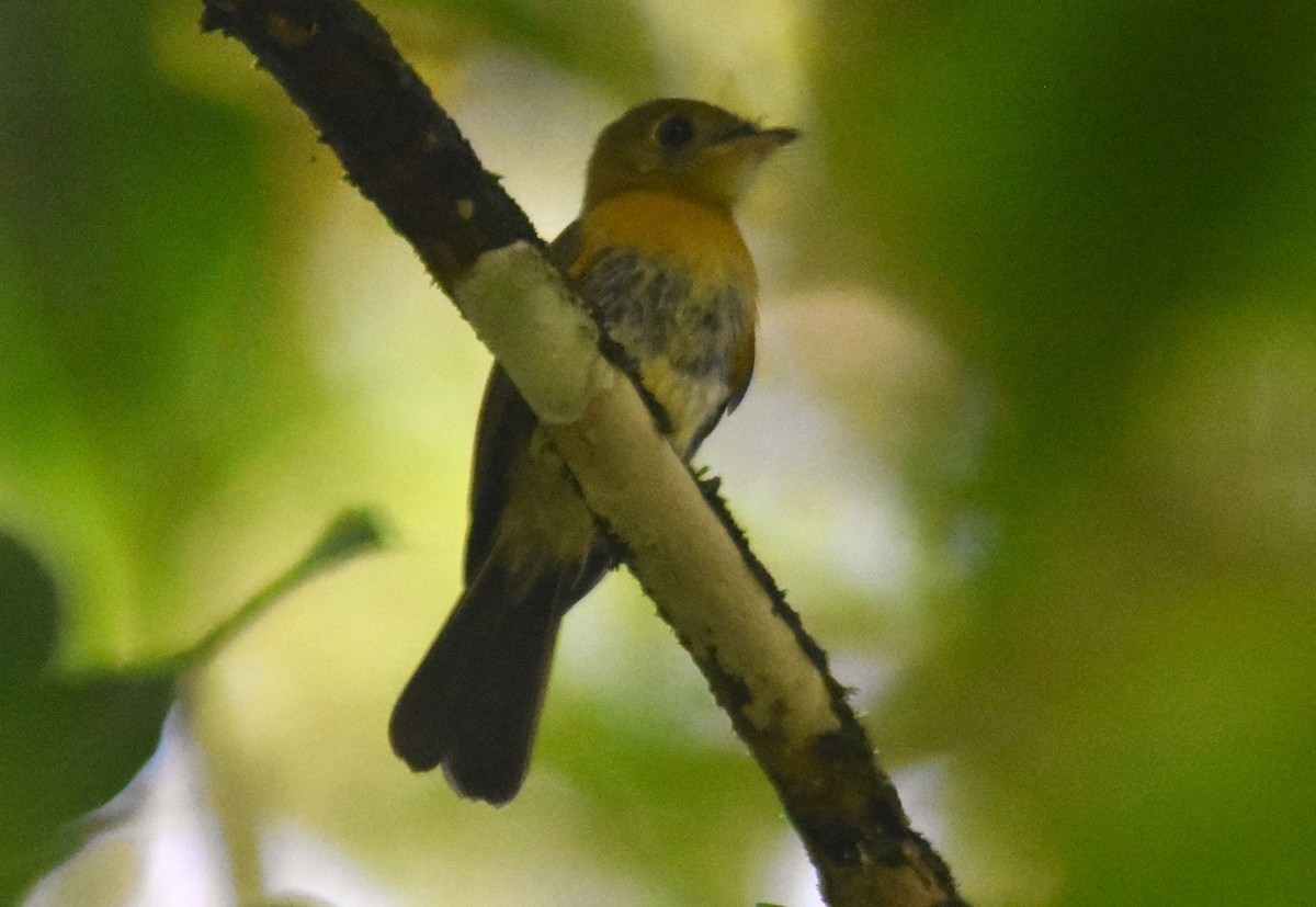 Sulphur-rumped Flycatcher - ML618898808