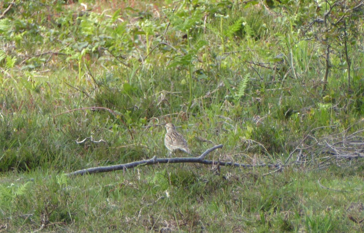 Wood Lark - Jason Anderson