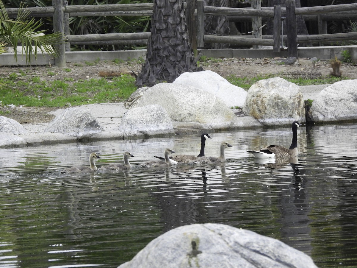 Canada Goose - ML618898852