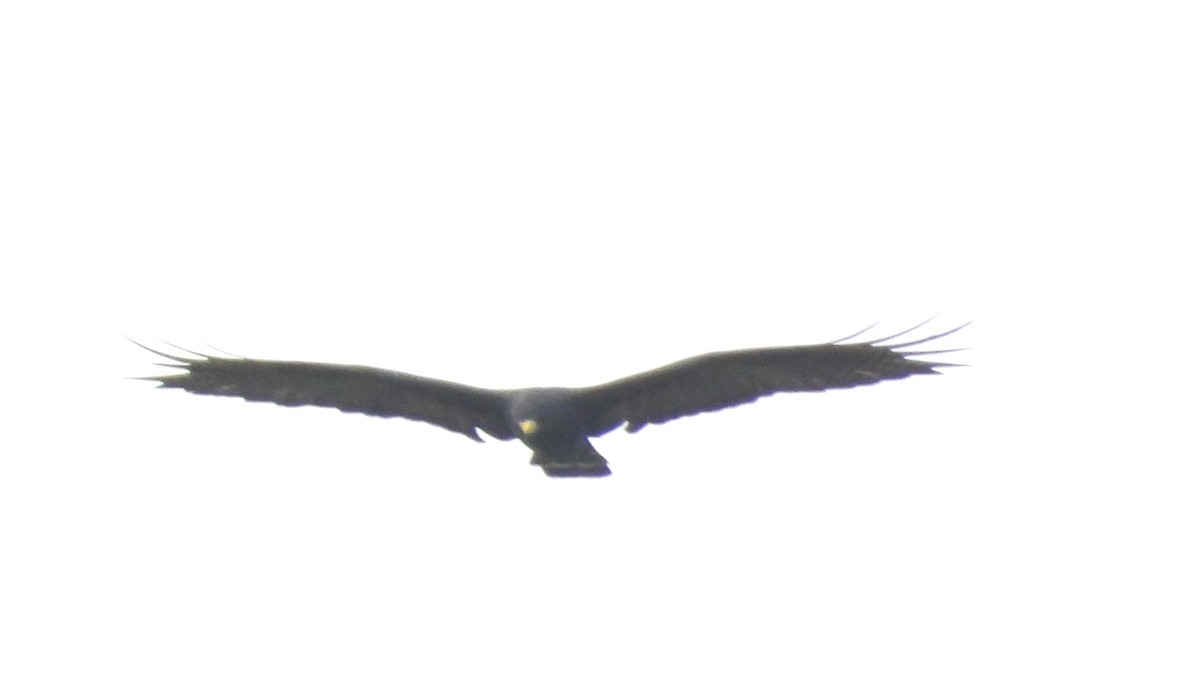 Zone-tailed Hawk - Rafael Salcedo