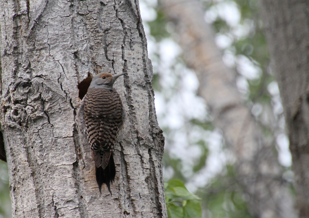 Northern Flicker (Red-shafted) - ML618898864