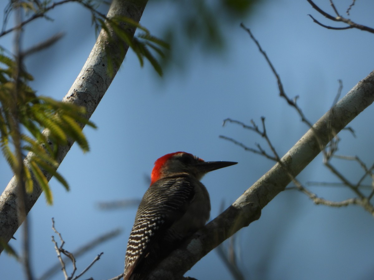 Golden-fronted Woodpecker - Roberto Patiño Ramirez