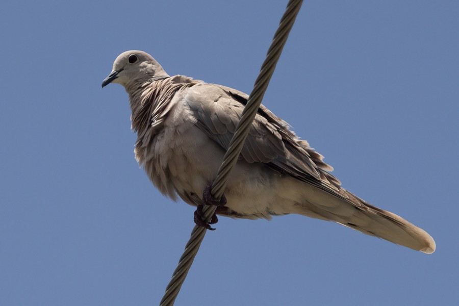 African Collared-Dove - Greg Bodker