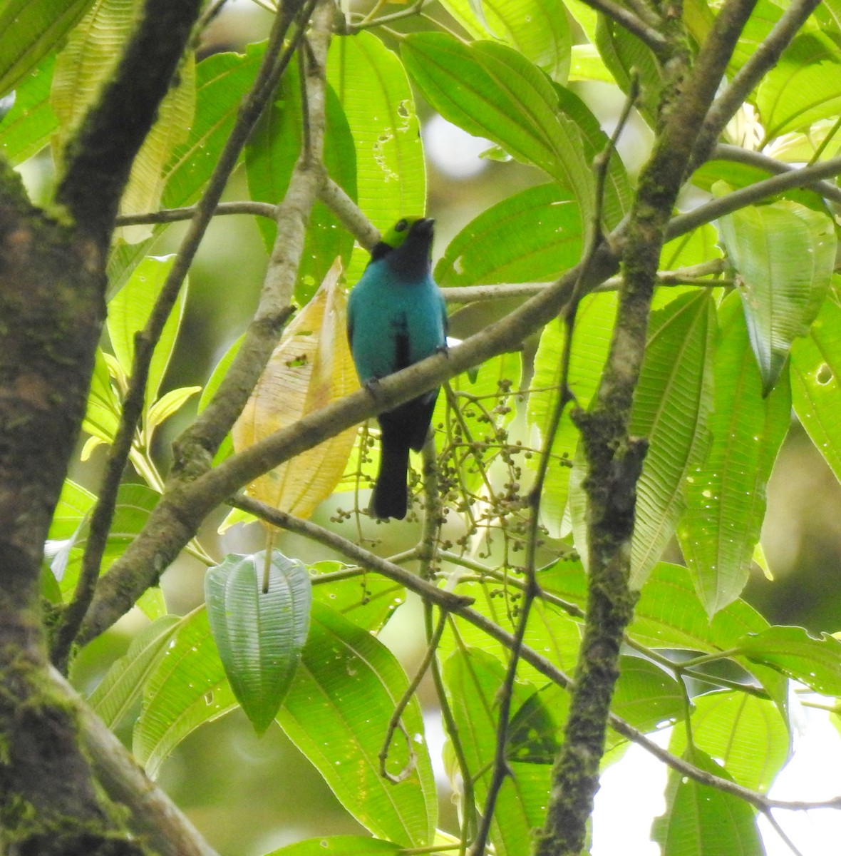 Paradise Tanager - ML618898881