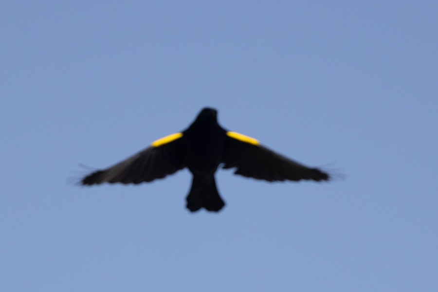 Yellow-shouldered Blackbird - Greg Bodker
