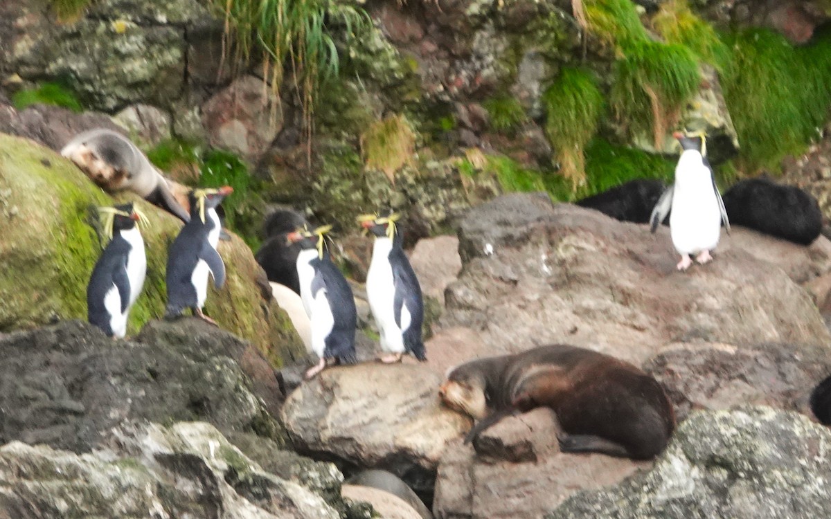 Moseley's Rockhopper Penguin - ML618898888