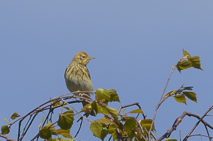 Tree Pipit - ML618898892