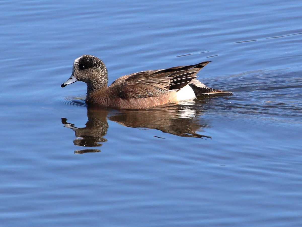 American Wigeon - Sneed Collard