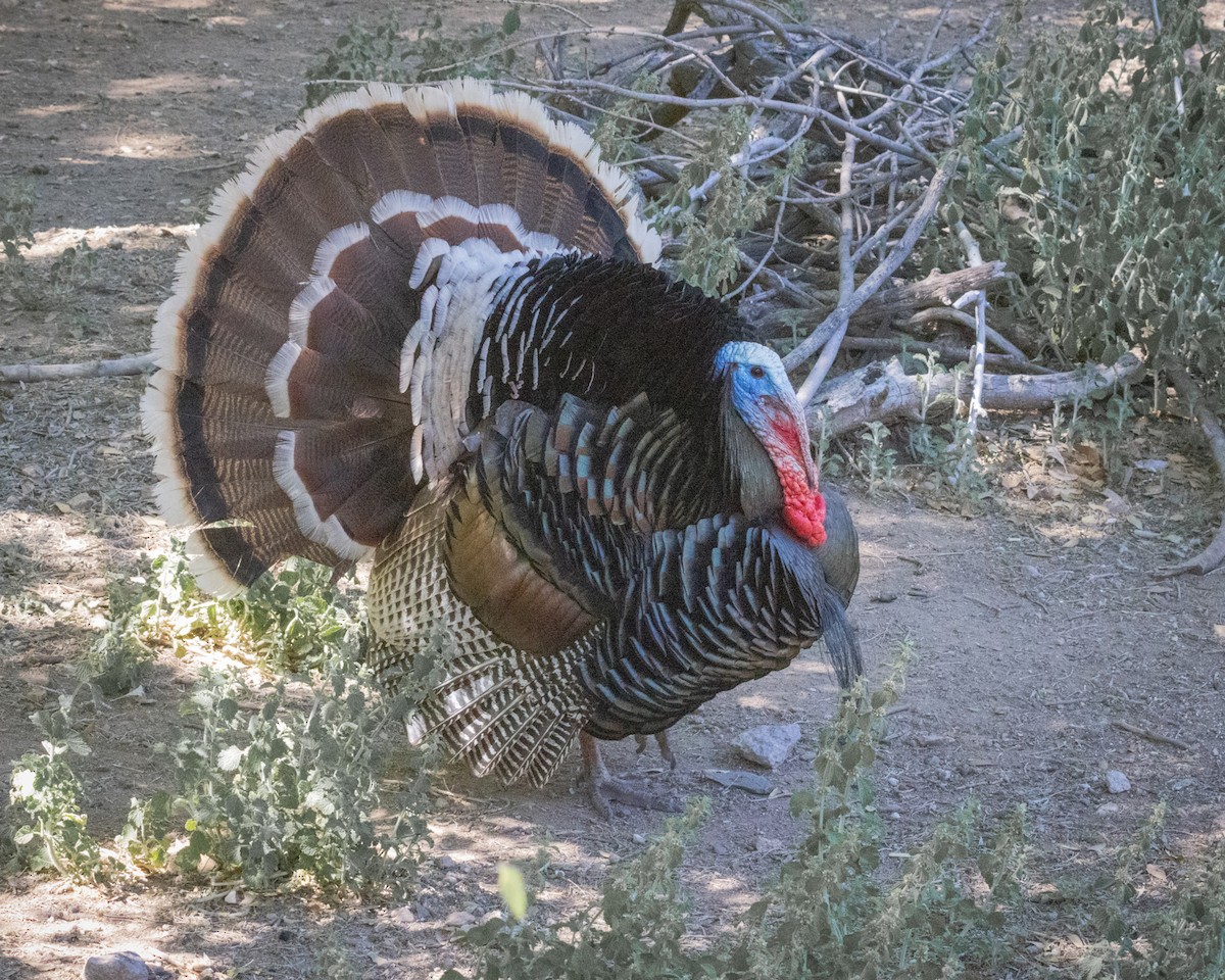 Wild Turkey - Ameya Thatte