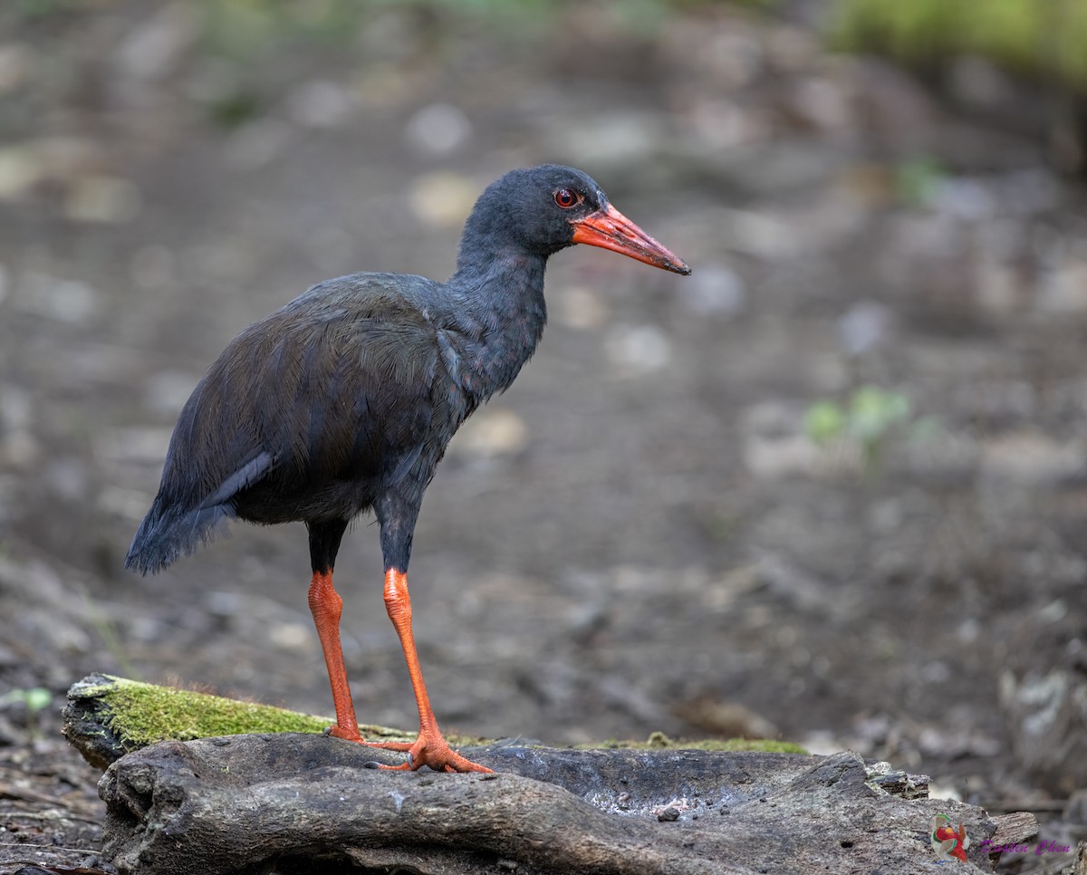 Invisible Rail - Dustin Chen