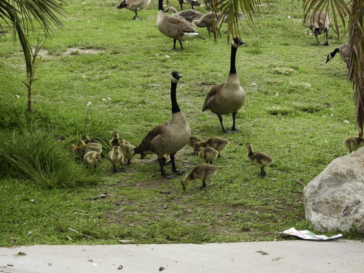 Canada Goose - ML618898926