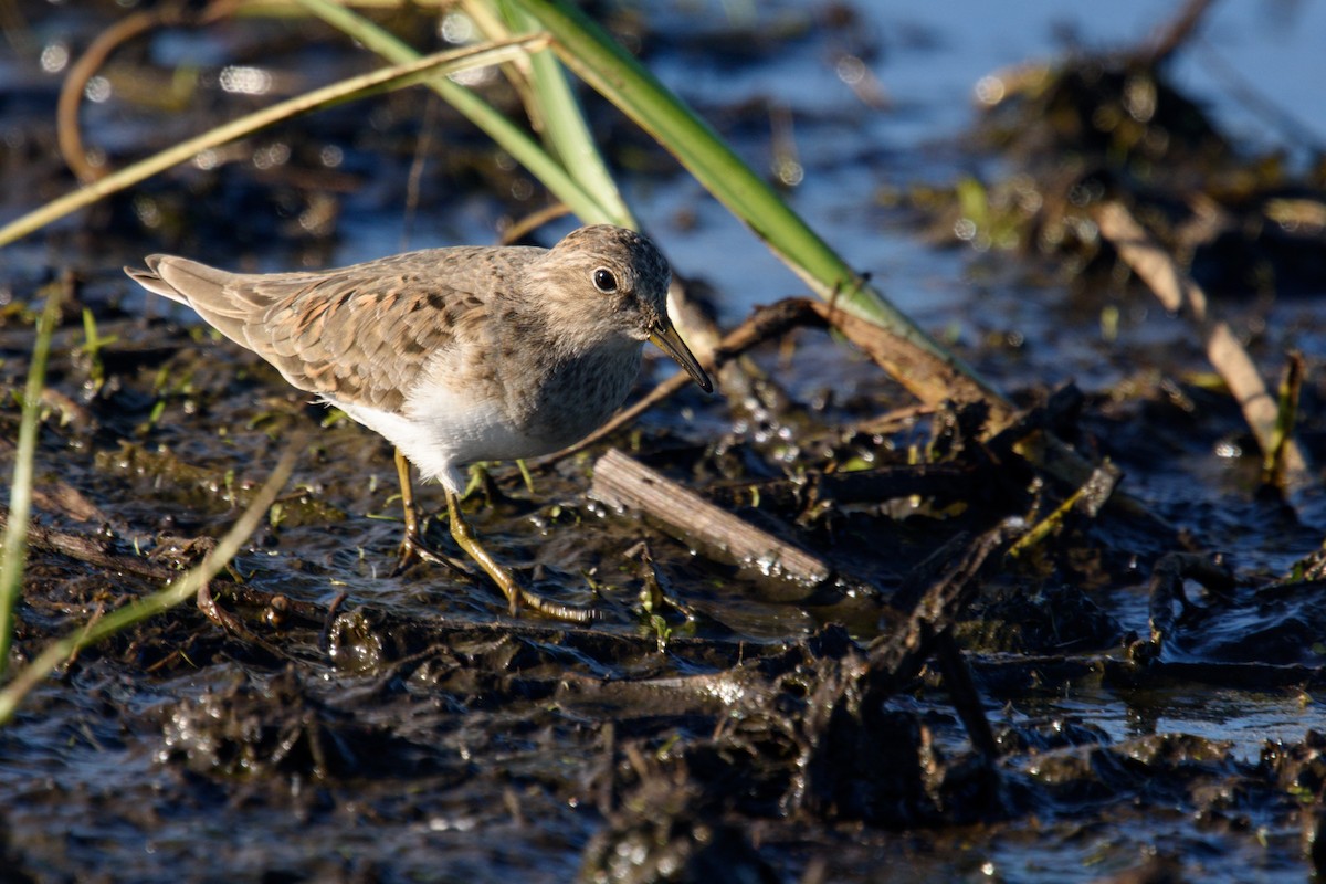 Temminck's Stint - ML618898934