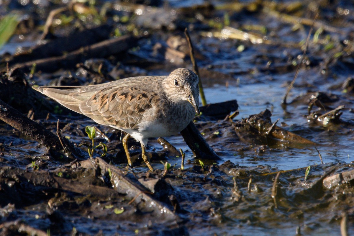 Temminck's Stint - ML618898943