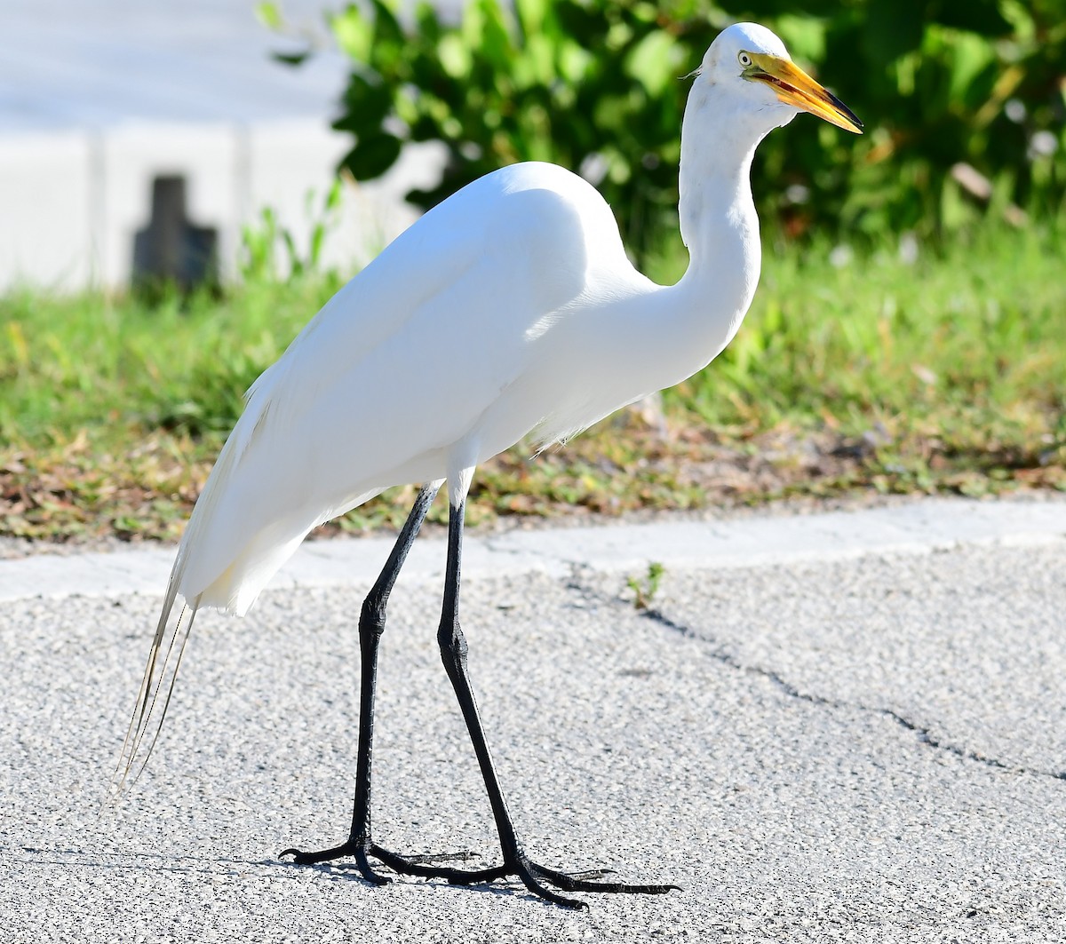 Great Egret - ML618898945