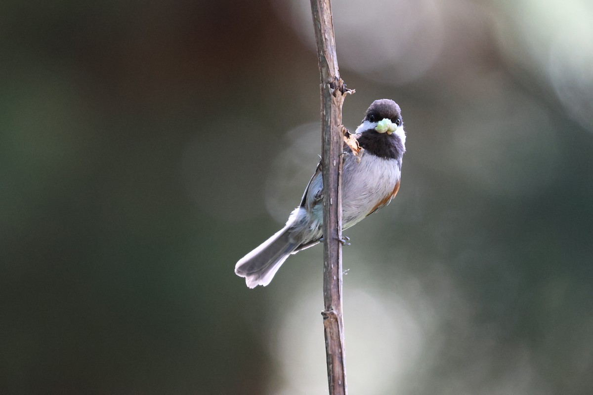 Chestnut-backed Chickadee - Rachel Walsh