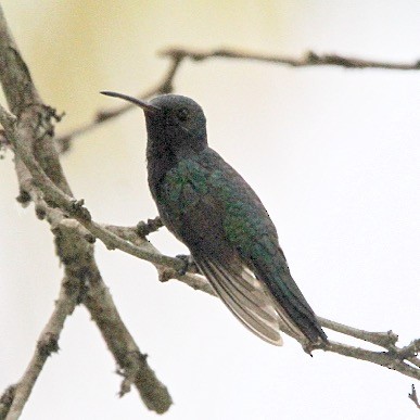 Sapphire-throated Hummingbird - Oscar  Diaz