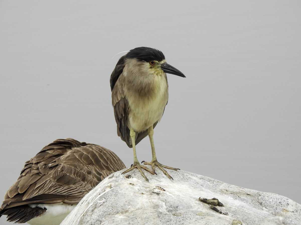 Black-crowned Night Heron - Astrid Taen