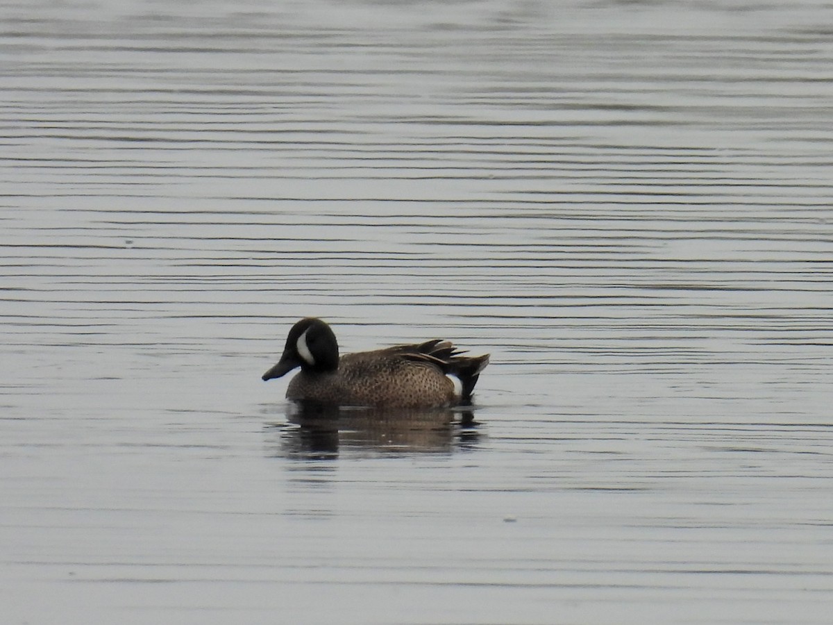 Blue-winged Teal - Tina Toth