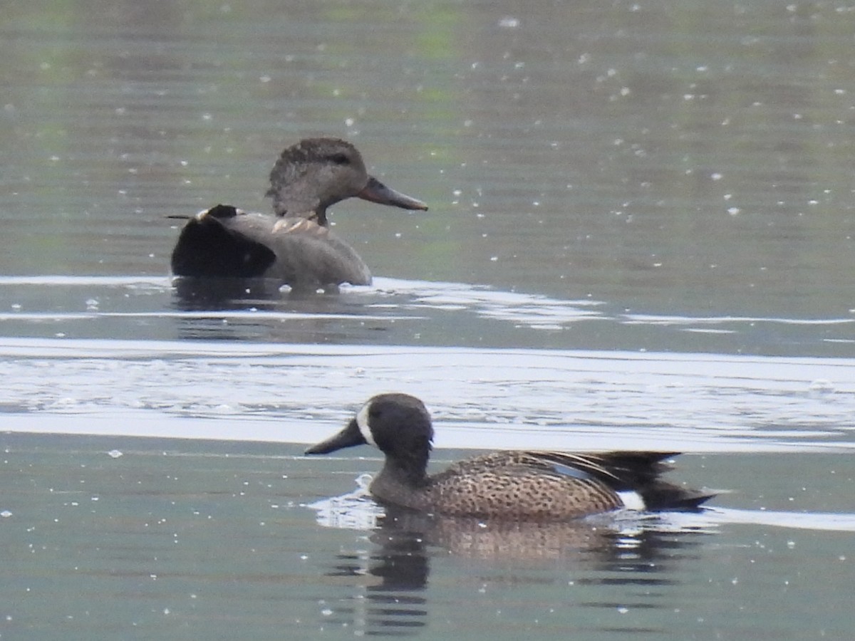 Blue-winged Teal - Tina Toth