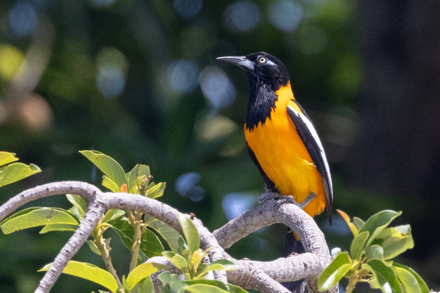 Venezuelan Troupial - Greg Bodker