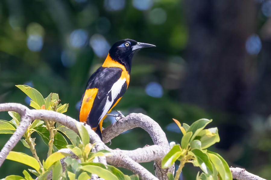 Venezuelan Troupial - Greg Bodker