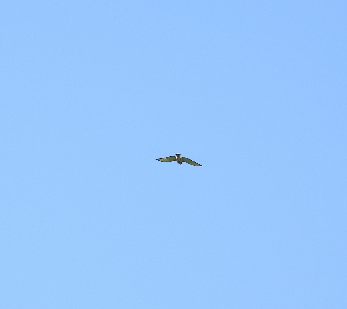 Broad-winged Hawk - Corinna Honscheid