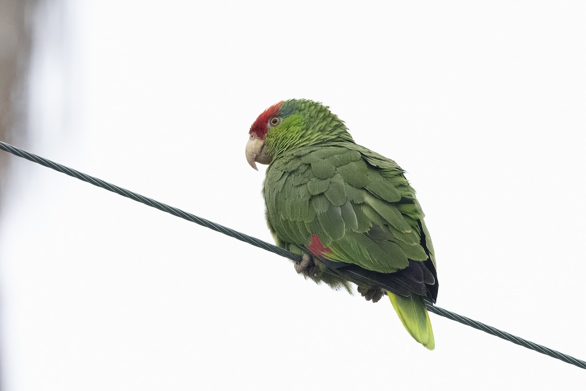 Red-crowned Parrot - Steven Hunter