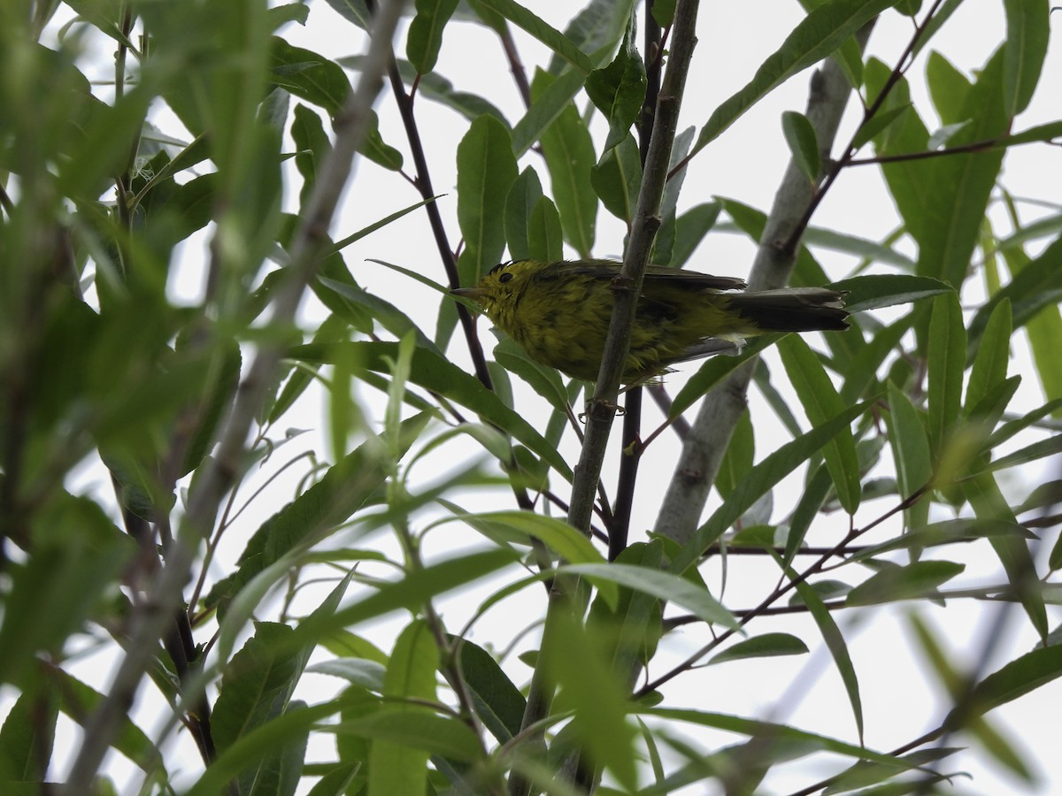 Wilson's Warbler - Astrid Taen