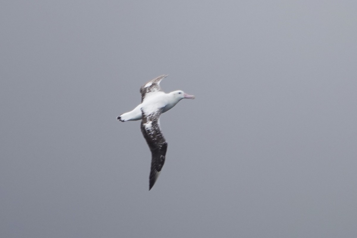 albatros tristanský - ML618899012