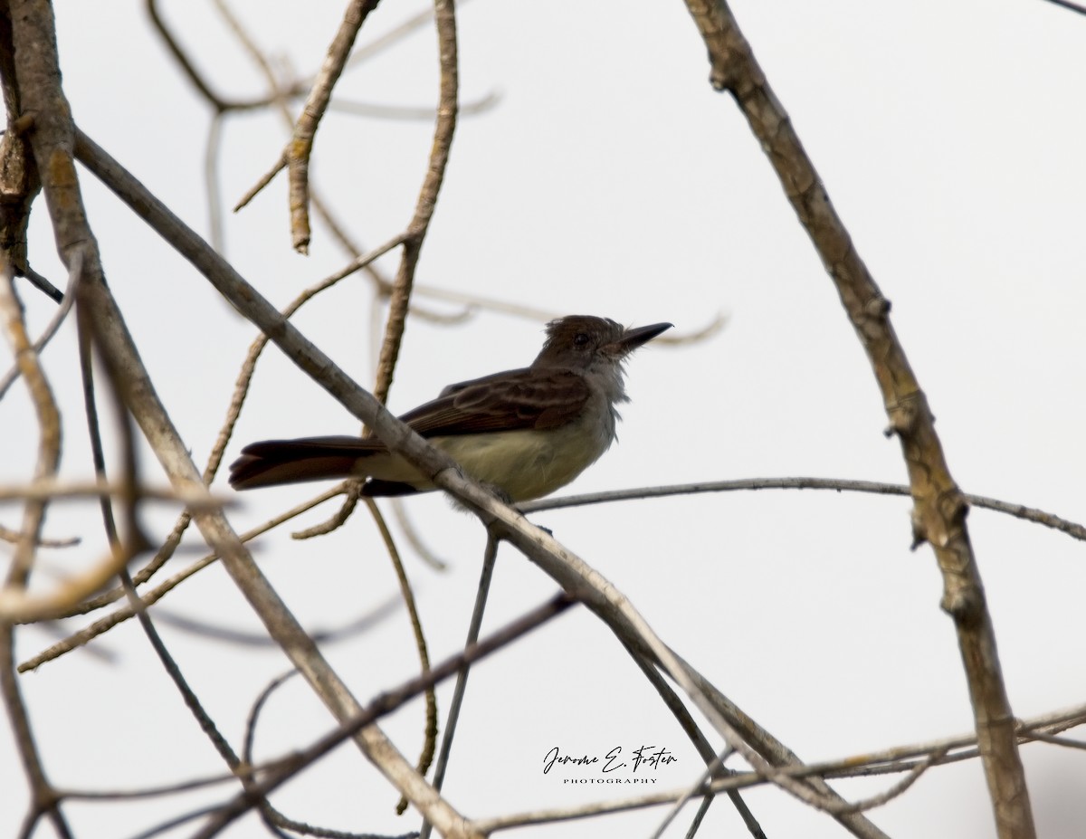Brown-crested Flycatcher - Jerome Foster
