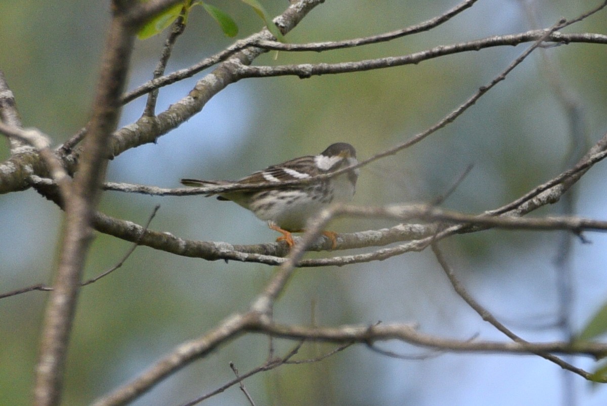 Paruline rayée - ML618899039