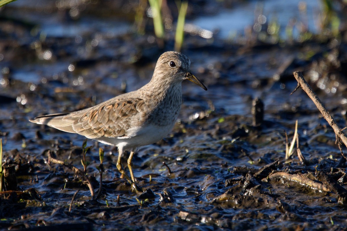 Temminck's Stint - ML618899040