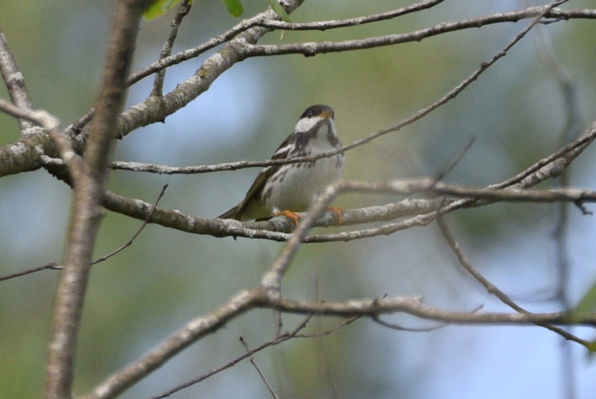 Paruline rayée - ML618899041